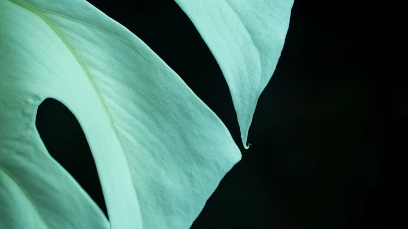 Swiss Cheese Plant for indoor home décor