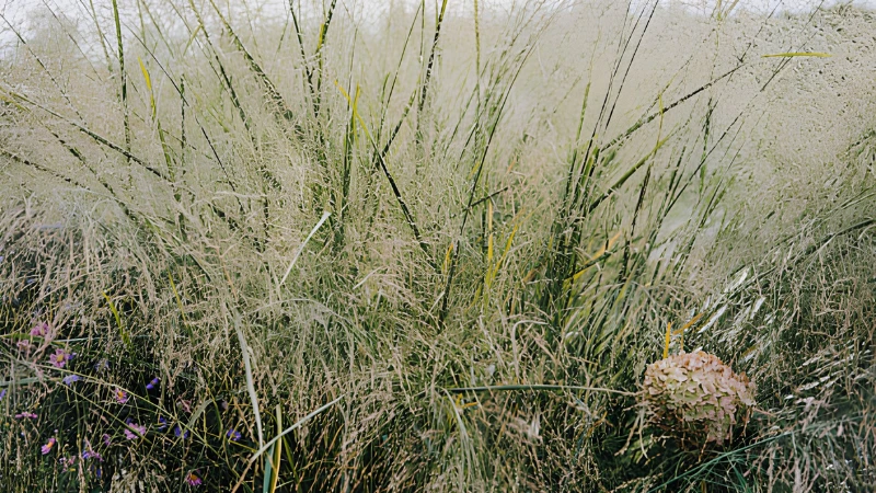 Switch Grass used in ornamental landscaping