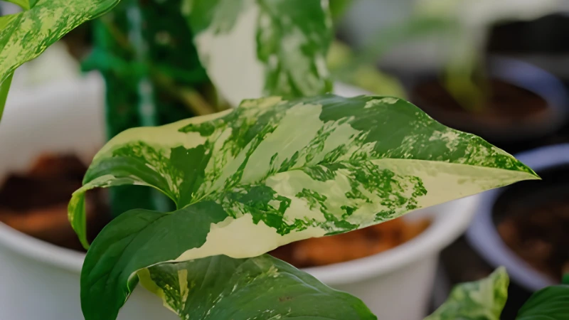 Syngonium Albo in ceramic planter