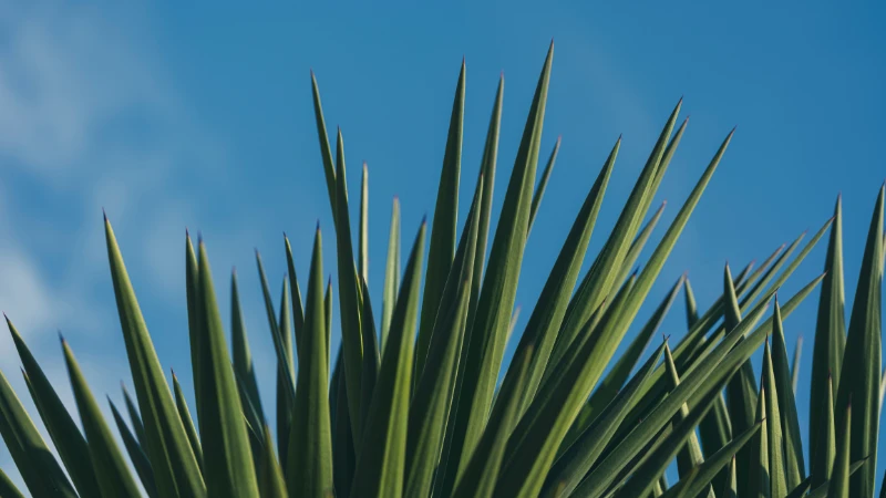Indoor Yucca plant in modern planter