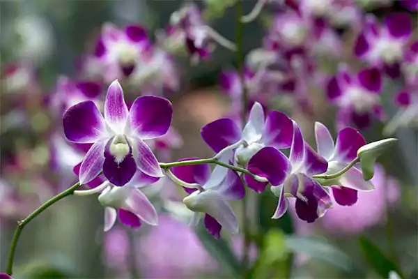 Dendrobium Orchid