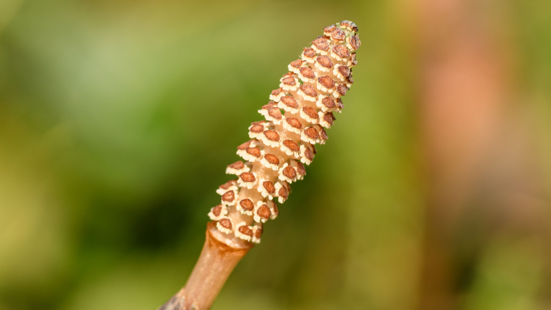 Thick cluster of Horsetail Plant green stems