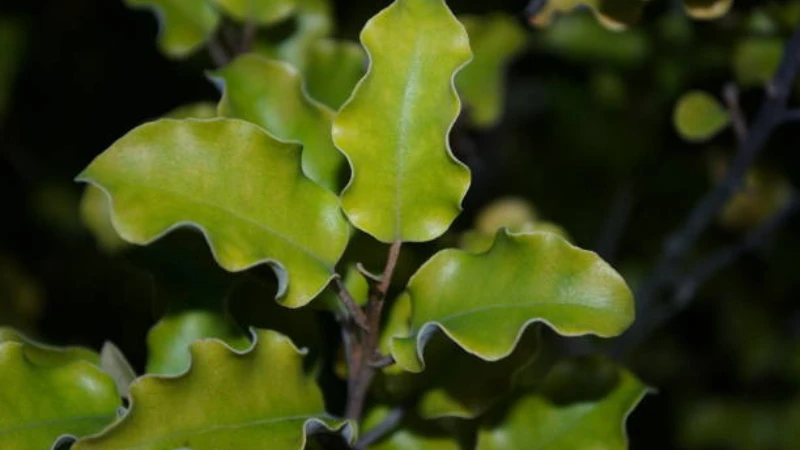 Dense Kohuhu hedge with evergreen foliage