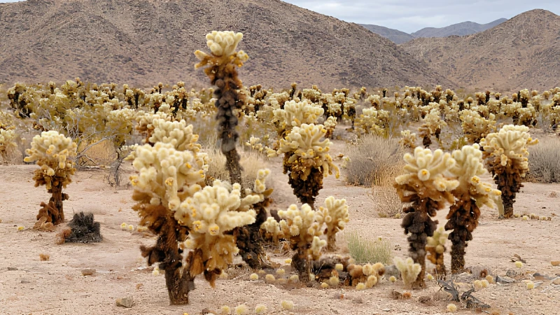 Teddy Bear Cactus in rocky desert soil