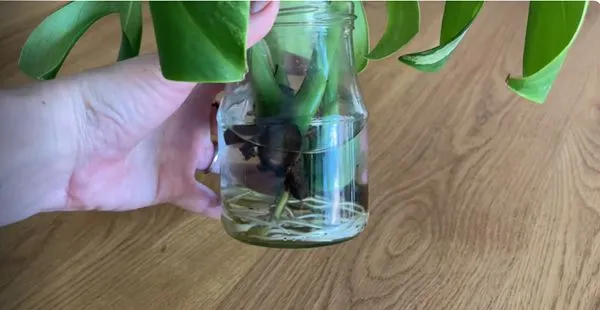 Developed roots