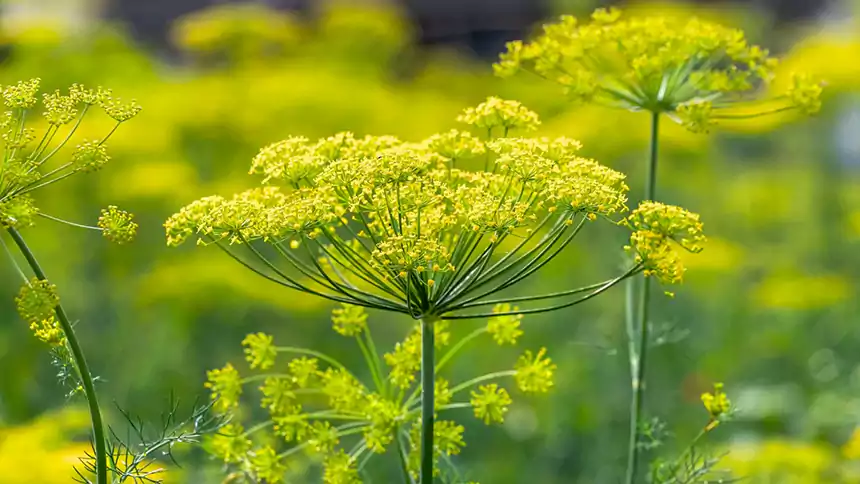 Dill