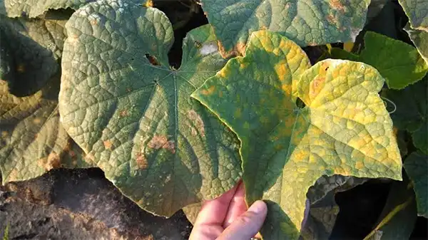 Downy Mildew