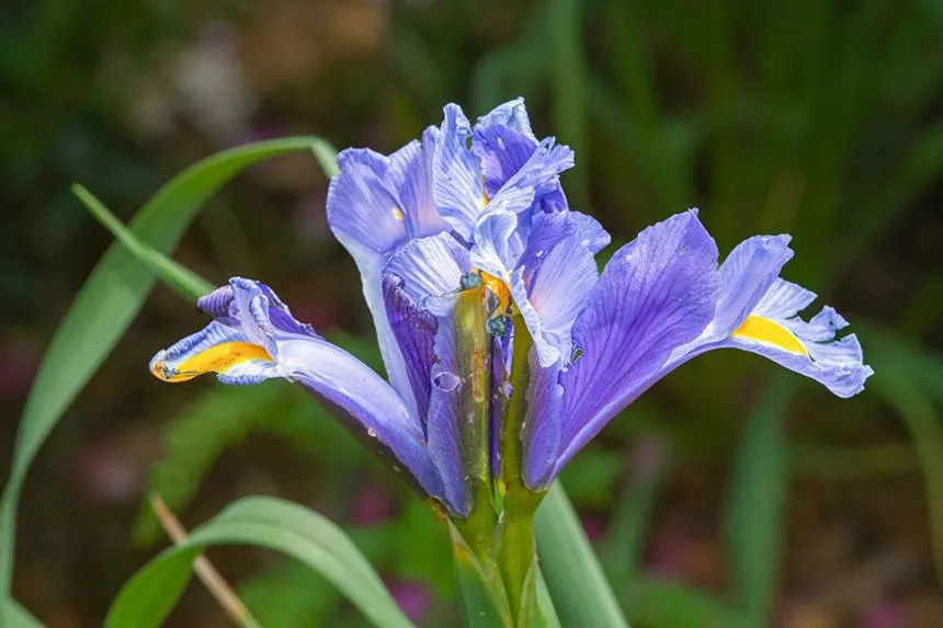 Dwarf Iris