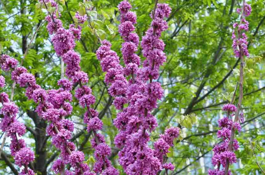 Eastern Redbud