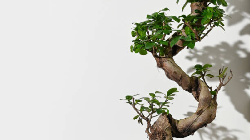 Elegant Ginseng Ficus bonsai in a ceramic pot