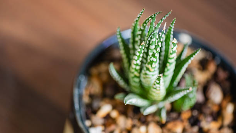 Haworthia succulent under bright indirect light