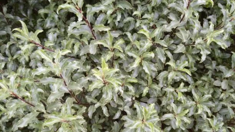 Elegant Kohuhu with lush green foliage