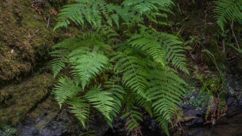 Healthy Lady Fern with delicate green fronds