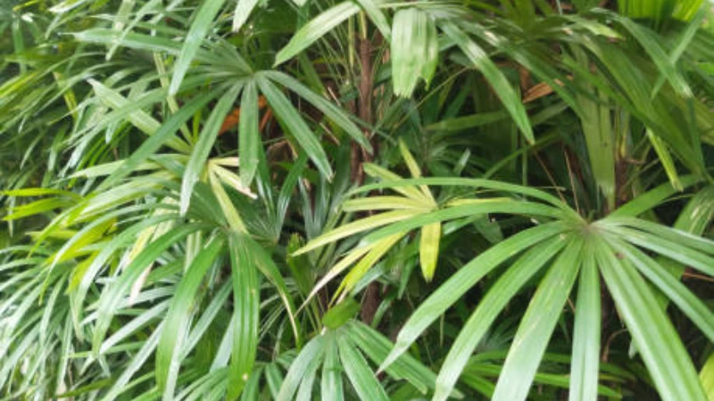 Lady Palm with graceful tropical leaves