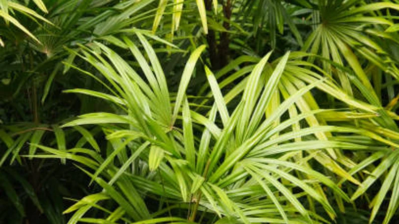 Lady Palm with lush green fan-shaped fronds indoors