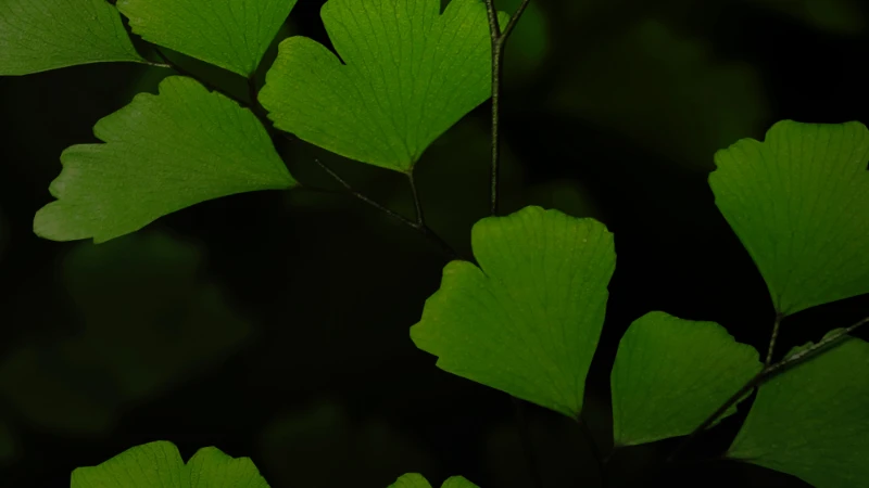 Maidenhair Fern with graceful arching fronds