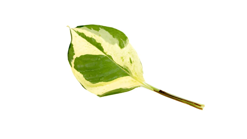 Elegant N'Joy Pothos with trailing vines