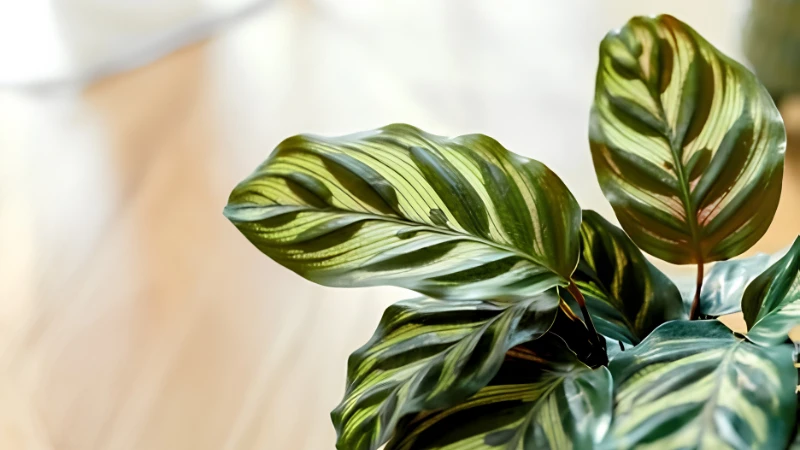 Elegant Peacock Plant with feather-like foliage