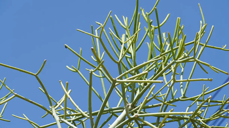 Elegant Pencil Cactus with branching stems