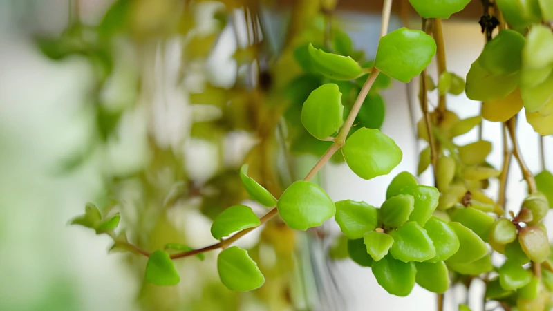 Elegant Pepperomia Rotundifolia in hanging planter