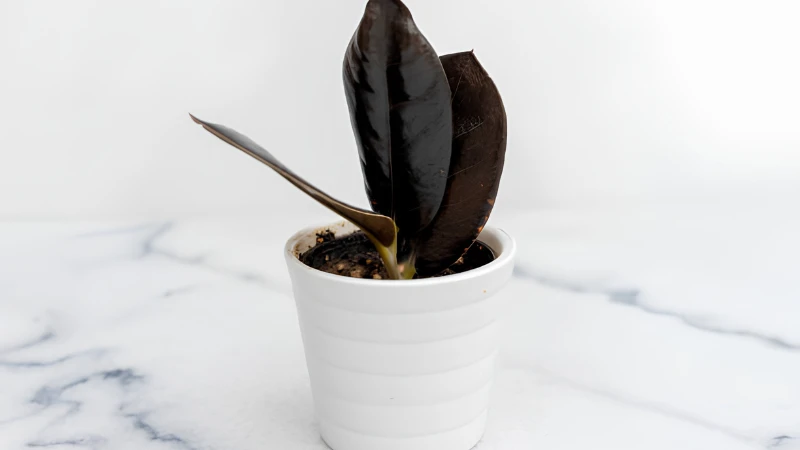 Elegant Raven ZZ Plant with upright growth