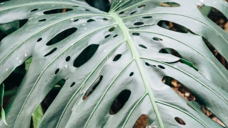 Elegant Swiss Cheese Plant with split leaves