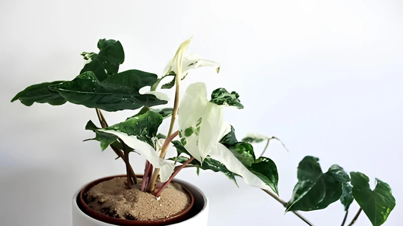 Elegant Syngonium Albo with white variegation