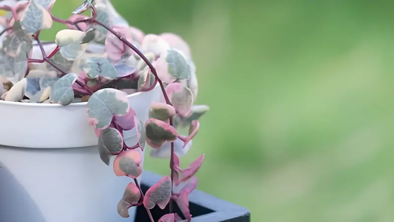 Variegated String of Hearts with long trailing vines