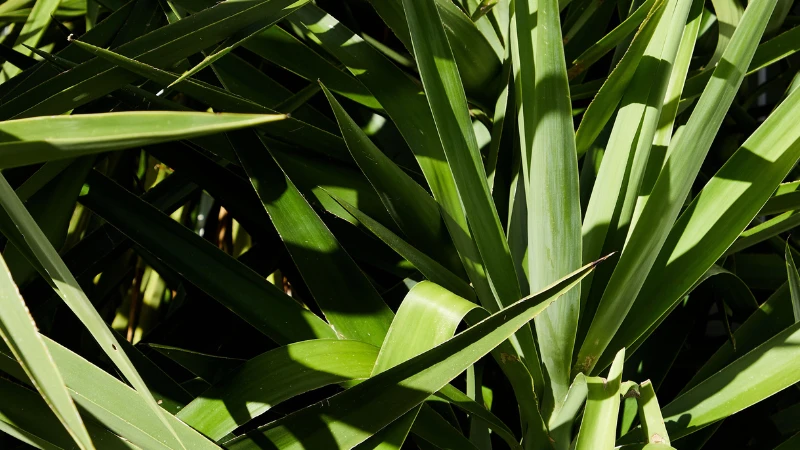 Yucca plant with upright architectural growth