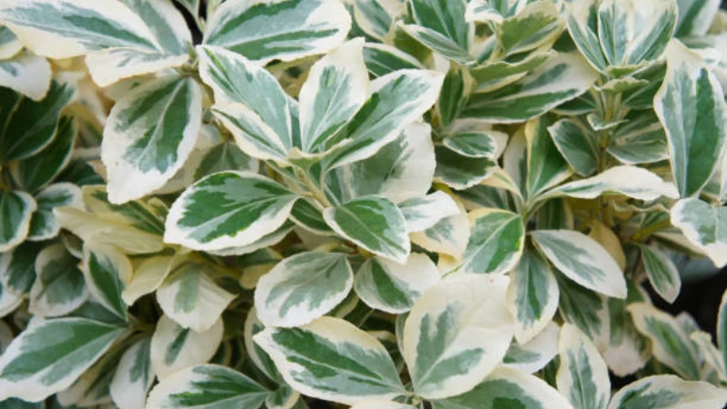 Close-up of Emerald Gaiety Creeper leaves