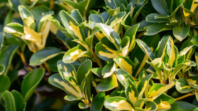 Emerald Gaiety Creeper with lush variegated foliage