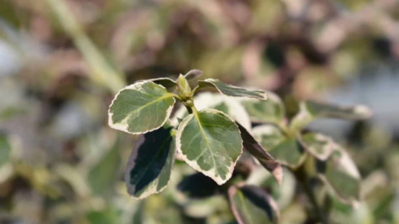 Emerald Gaiety Creeper growing in a garden