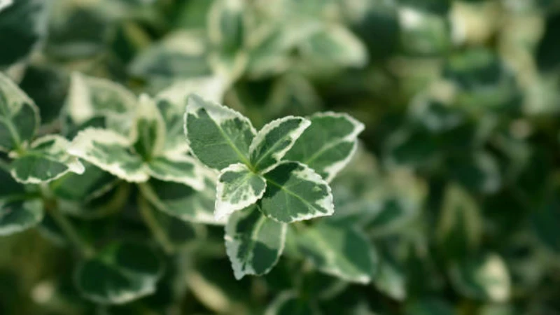 Green foliage of Emerald Gaiety Creeper plant