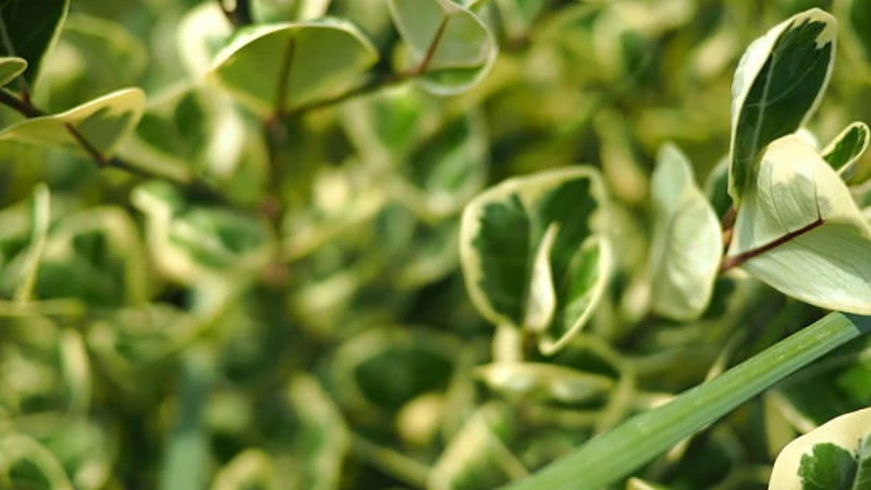 Green and white Emerald Gaiety Creeper leaves
