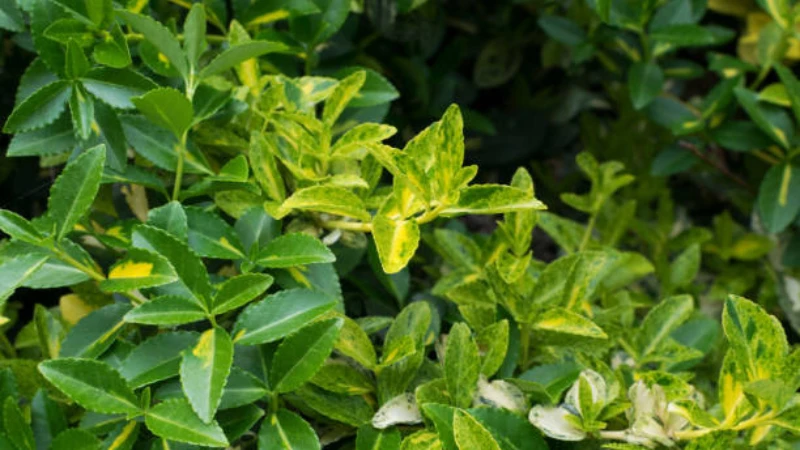 Ornamental Emerald Gaiety Creeper with green leaves