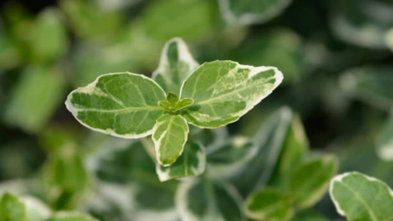 Emerald Gaiety Creeper outdoor foliage plant