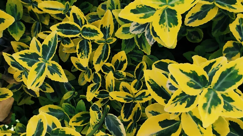 Emerald Gaiety Creeper with variegated green leaves
