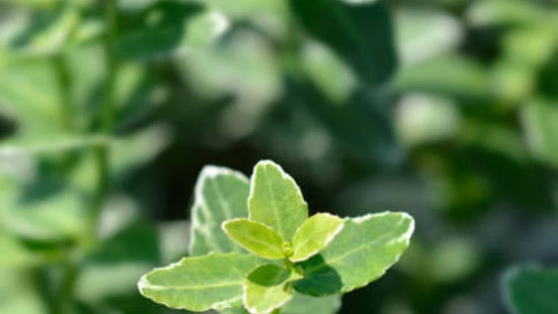 Variegated Emerald Gaiety Creeper green leaves