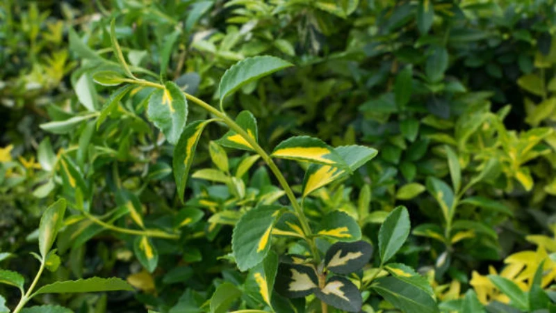 Emerald Gaiety Creeper leaves with white variegation