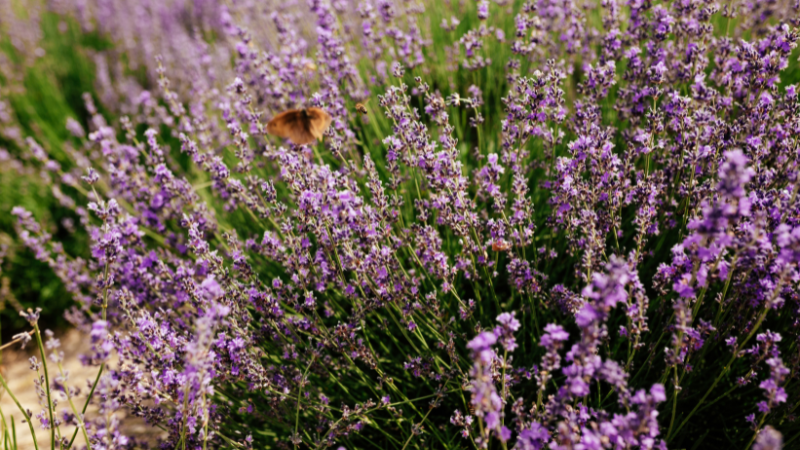English Lavender blooming with purple flower spikes