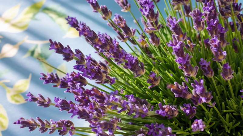 Featured English Lavender with purple blooms