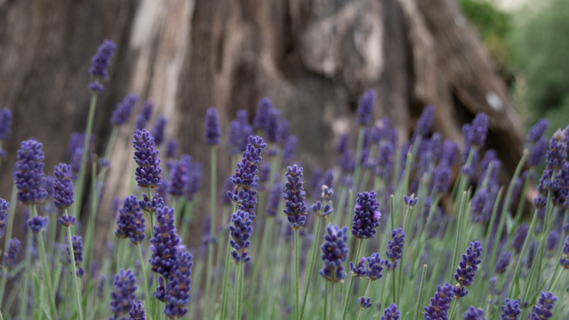 English Lavender flower with purple blooms