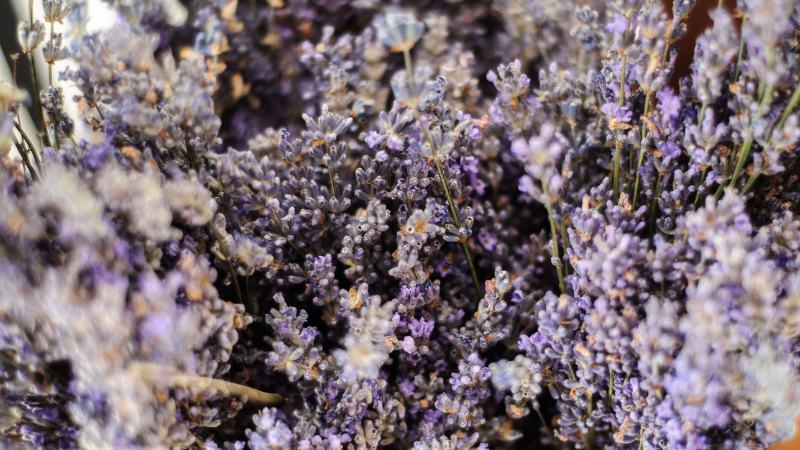 English Lavender plant with purple flower spikes