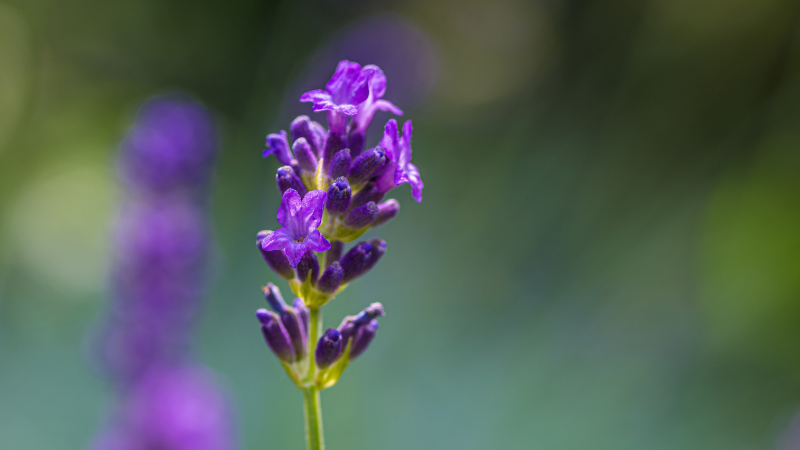 English Lavender with vibrant purple flowers