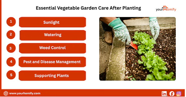 Essential Vegetable Garden Care After Planting
