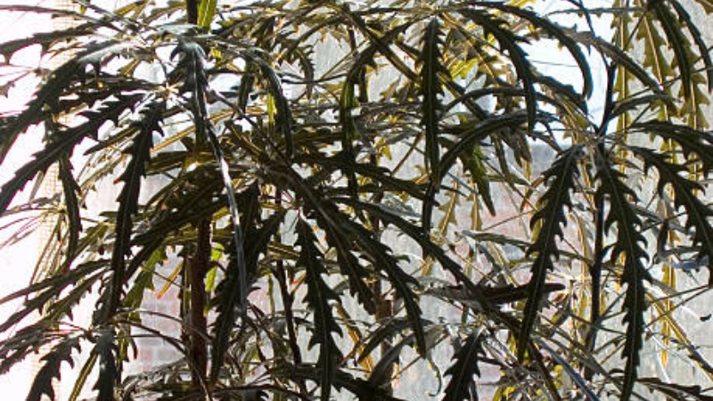 Close-up of False Aralia narrow serrated leaves