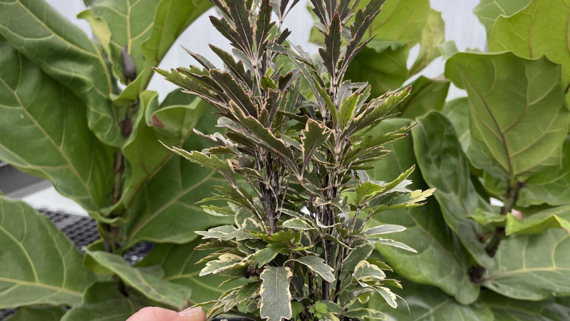 Indoor False Aralia plant in decorative pot