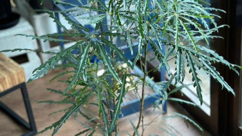 False Aralia plant growing with lush green foliage