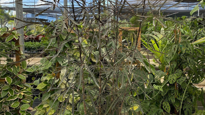 False Aralia plant with narrow glossy green leaves growing indoors