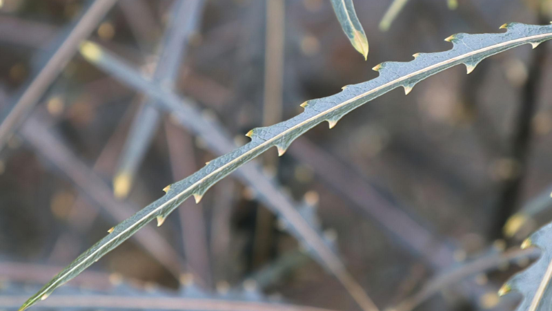 Tropical False Aralia plant with upright stems